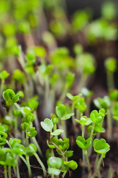 Stedelijke Tuinieren Groenten Verbouwen Thuis Arugula Baby Planten Gezond Supervoedsel — Stockfoto