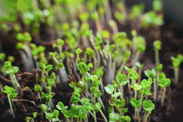 Stedelijke Tuinieren Groenten Verbouwen Thuis Arugula Baby Planten Gezond Supervoedsel — Stockfoto