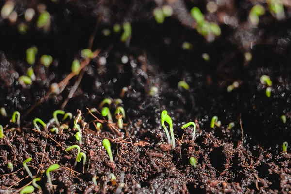 Urban Gartiling Growing Vegetables Home Arugula Baby Plants — 스톡 사진