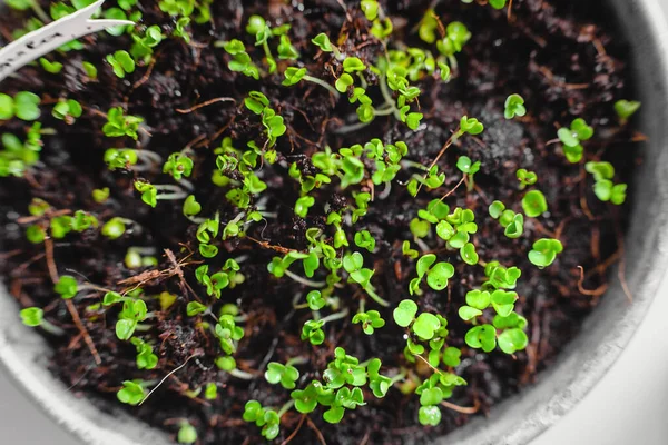 Stedelijke Tuinieren Groenten Verbouwen Thuis Arugula Baby Planten Gezond Supervoedsel — Stockfoto