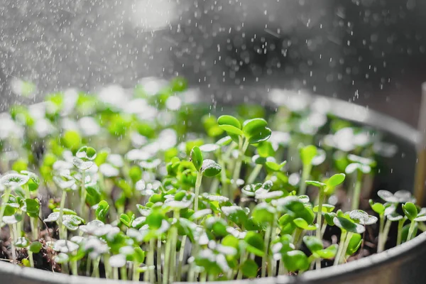 Jardinería Urbana Cultivo Verduras Hogar Arugula Baby Plants Comida Sana — Foto de Stock