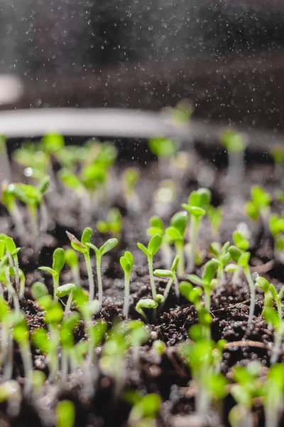 Stedelijke Tuinieren Groenten Verbouwen Thuis Arugula Baby Planten Gezond Superfood — Stockfoto