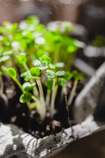 Stedelijke Tuinieren Groenten Verbouwen Thuis Arugula Baby Planten Gezond Supervoedsel — Stockfoto