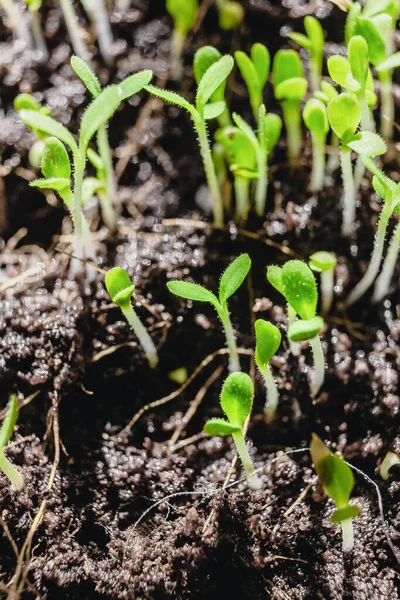 Urban Gardening Pěstování Zeleniny Doma Arugula Baby Rostliny Zdravé Super — Stock fotografie