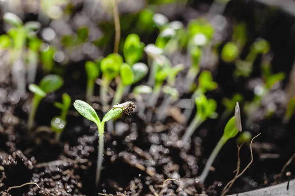 Jardinage Urbain Cultiver Des Légumes Maison Arugula Baby Plants Super — Photo