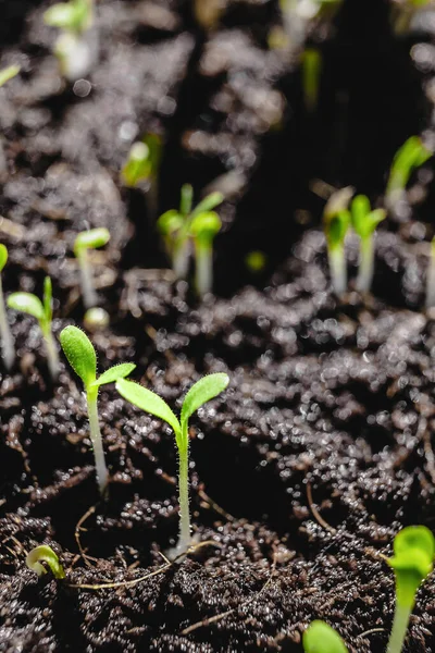 Stedelijke Tuinieren Groenten Verbouwen Thuis Arugula Baby Planten Gezond Supervoedsel — Stockfoto