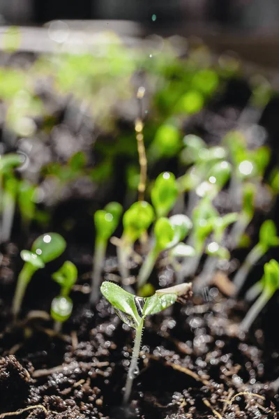 Városi Kertészkedés Zöldségek Termesztése Otthon Arugula Babanövények Egészséges Szuper Élelmiszer — Stock Fotó
