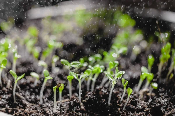 Stedelijke Tuinieren Groenten Verbouwen Thuis Arugula Baby Planten Gezond Superfood — Stockfoto