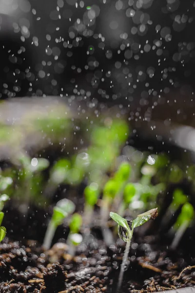 Grădinărit Urban Legume Creștere Domiciliu Plante Pentru Copii Arugula Alimente — Fotografie, imagine de stoc