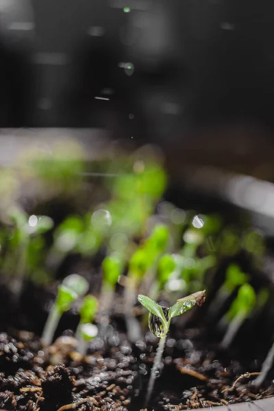 Stedelijke Tuinieren Groenten Verbouwen Thuis Arugula Baby Planten Gezond Supervoedsel — Stockfoto