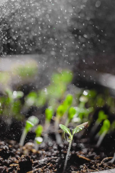 Urban Gartiling Growing Vegetables Home Arugula Baby Plants 콩트는 기질화 — 스톡 사진