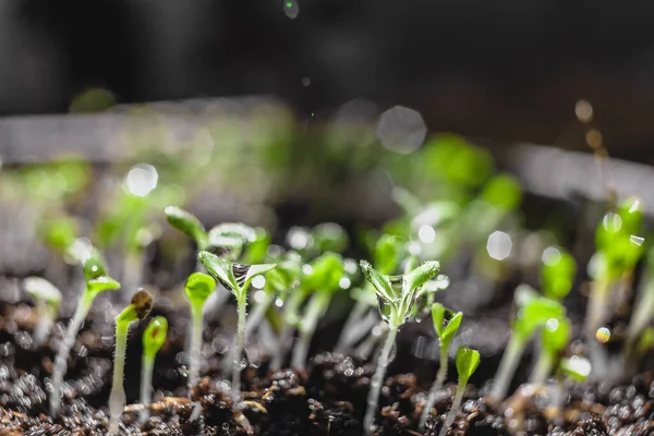 Stedelijke Tuinieren Groenten Verbouwen Thuis Arugula Baby Planten Gezond Supervoedsel — Stockfoto