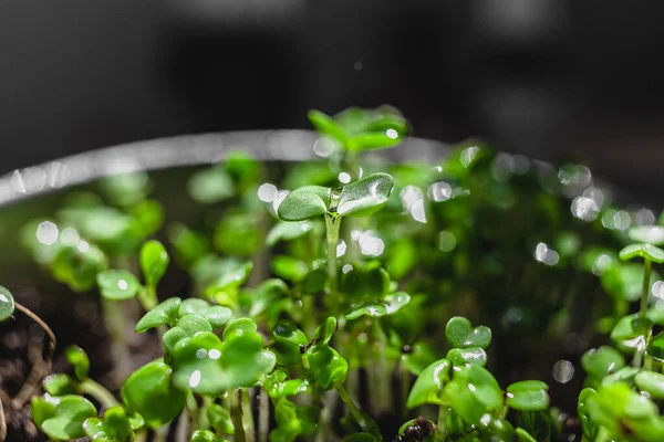 Stedelijke Tuinieren Groenten Verbouwen Thuis Basilicum Baby Planten Gezond Supervoedsel — Stockfoto
