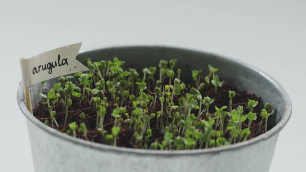 Otthon Termesztett Szuperkaja Makró Fotó Városi Kertészeti Arugula Mikrozöldségek — Stock videók