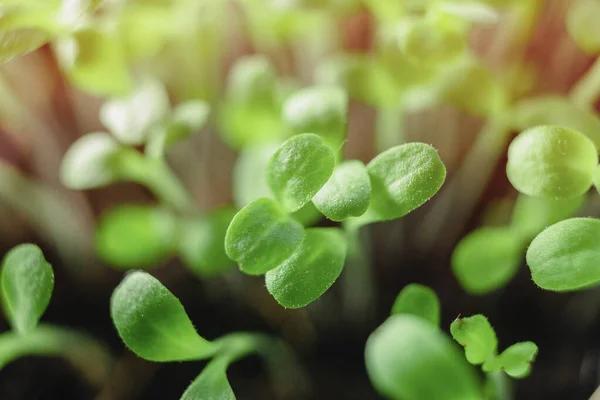 Microverdes Frescos Creciente Macrofotografía Superalimento Verde Cultivado Casa — Foto de Stock