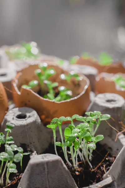 Supercomida Cultivada Casa Foto Macro Jardinagem Urbana — Fotografia de Stock