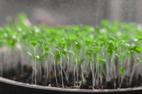 Supercomida Cultivada Casa Foto Macro Jardinagem Urbana — Fotografia de Stock