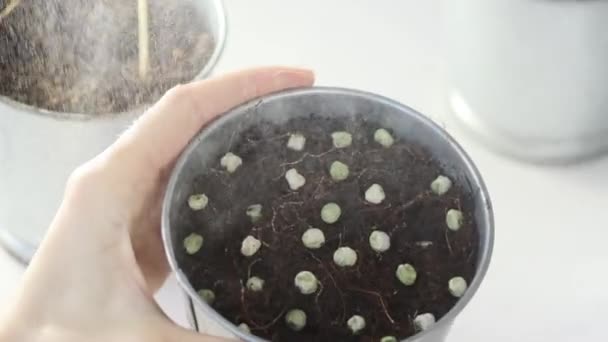 Bir Sprey Şişesinden Mikro Yeşillikler Püskürtmek Genç Filizler Süper Yiyecekler — Stok video