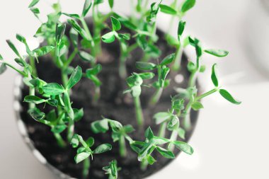 Mikro Bezelye Atışları. Çiğ lahanalar, mikroyeşiller, sağlıklı beslenme konsepti. Evde yetiştirilen süper yiyecekler. beyaz arkaplanda makro fotoğraf