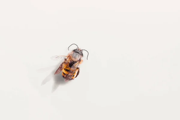 Biene Auf Dem Weißen Hintergrund Makrodetails — Stockfoto