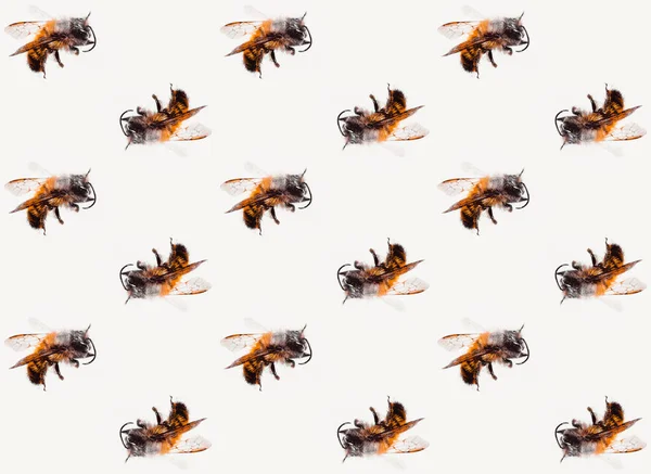 Pszczoły Wzór Białym Tle Pop Art — Zdjęcie stockowe