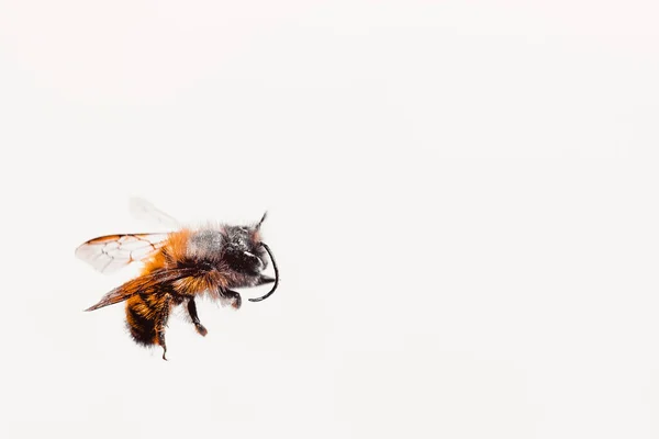 Abeja Fondo Blanco Espacio Libre Para Texto —  Fotos de Stock