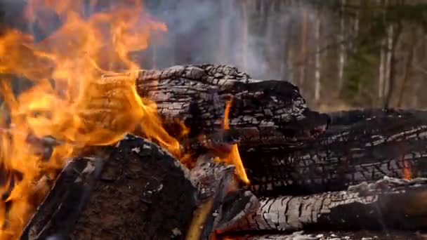 Brand Brinner Skogen — Stockvideo