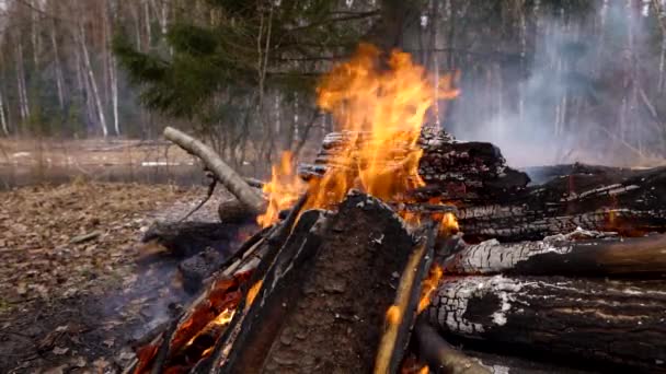 Un feu brûle dans la forêt.Feu et charbons chauds de couleur jaune et rouge — Video