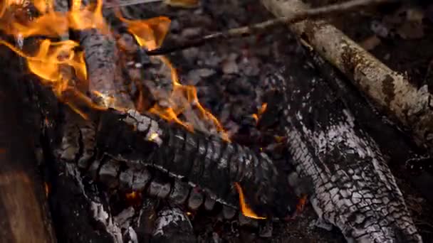 Een vuur brandt in het bos.Vuur en rood-hete kolen van gele en rode kleur — Stockvideo