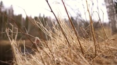 Kuru bir arka plan. Ölü dallar. Nehrin arka planında