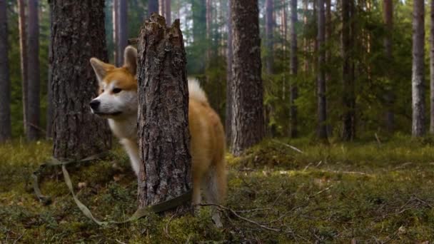 Czerwony pies jak z filmu Hachiko Akita-inu w lesie, rozgląda się dookoła — Wideo stockowe