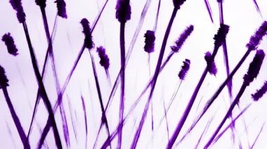 Beyaz arka planda çizilmiş çimen saplarının animasyonu. Soyutlama. Kar enerjisi