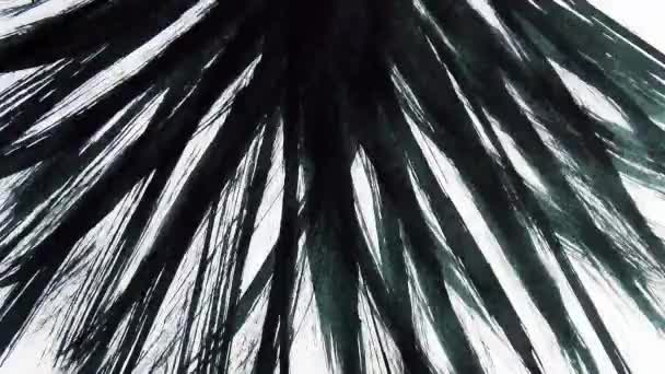 Animation Reflexionen Einer Großen Pflanze Wasser Während Des Windes Einem — Stockvideo
