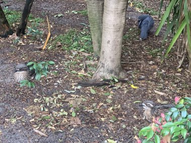 Hayvanlar hayatını yaşıyor.