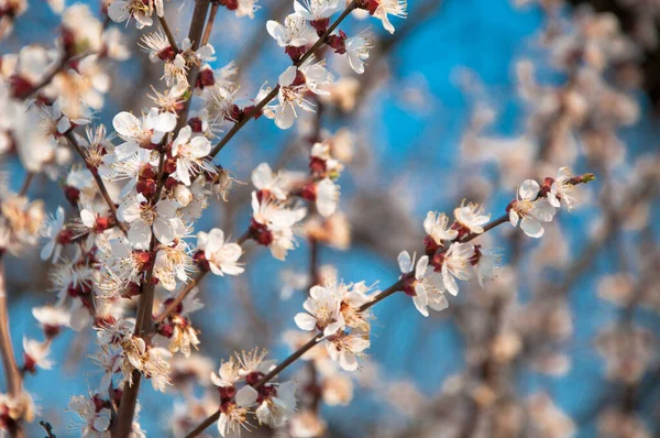 Floração Árvore Damasco Céu Azul Fundo Início Primavera Esperança Final — Fotografia de Stock