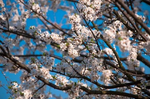 Árbol Floreciente Albaricoque Azul Cielo Fondo Comenzando Primavera Esperanza Final —  Fotos de Stock