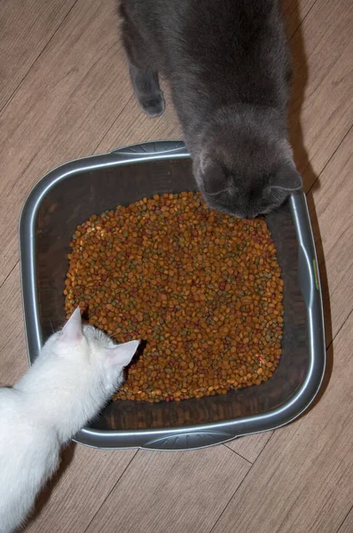 Dois Gatos Animais Estimação Preto Branco Comendo Uísques Comida Gato — Fotografia de Stock