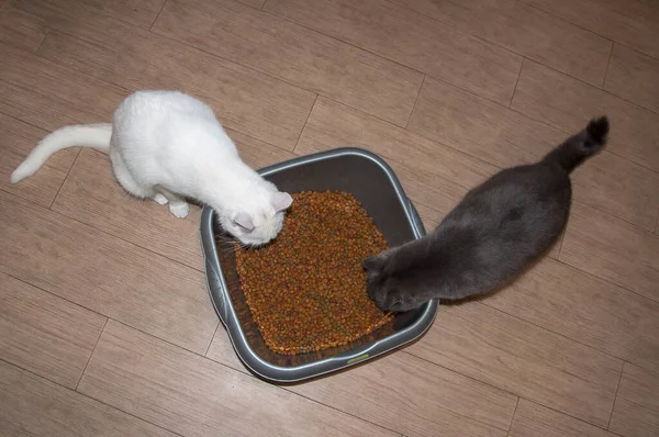 two cats pets black and white eating whiskas ,cat food ,big bowl at home
