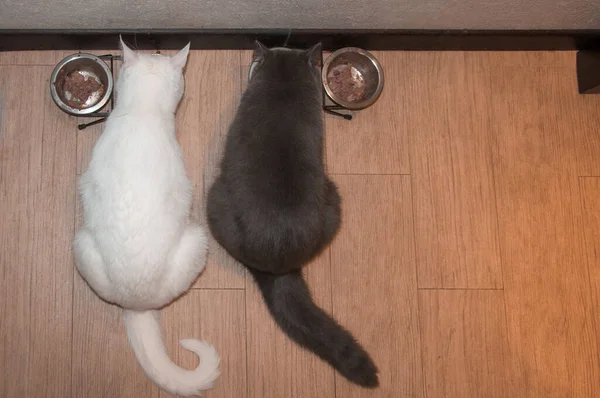 Kedi Siyah Beyaz Evcil Hayvan Viski Kedi Maması Evde Büyük — Stok fotoğraf