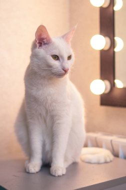 beyaz kedi aynanın önünde oturuyor ışıklarla