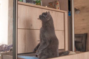 İngiliz kedisi yatak odasında giysileriyle dolaba tırmanıyor. 