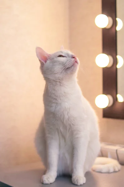 Brytyjski Kot Wspina Się Szafy Ubraniami Sypialni Domu — Zdjęcie stockowe