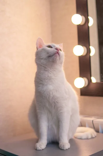 Gato Britânico Sobe Para Guarda Roupa Com Roupas Quarto Casa — Fotografia de Stock