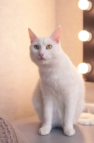一只白色的猫坐在镜子前 点着灯 — 图库照片