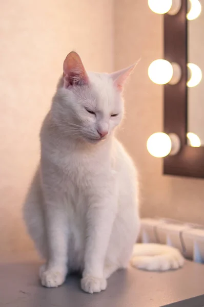 Uykulu Beyaz Kedi Aynanın Önünde Oturuyor Işıklarla — Stok fotoğraf