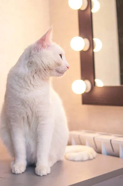 Gatto Bianco Seduto Davanti Allo Specchio Con Luci — Foto Stock