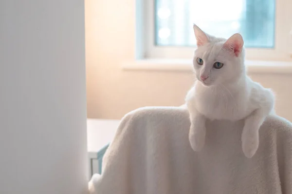 Белая Кошка Висит Лапы Стуле Дома — стоковое фото