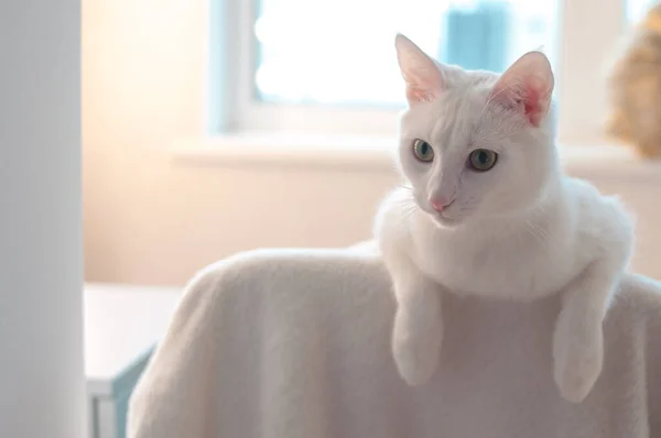 Белая Кошка Висит Лапы Стуле Дома — стоковое фото