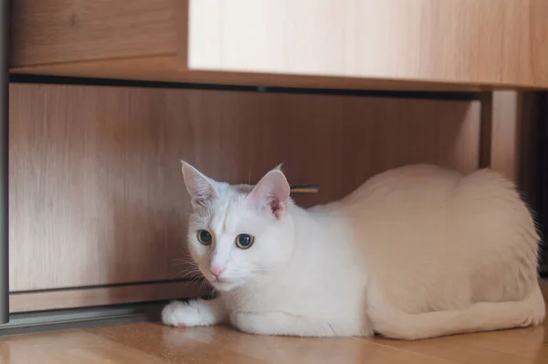Gatto Bianco Nascosto Sotto Scatola Dell Armadio — Foto Stock