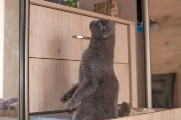 Gato Britânico Sobe Para Guarda Roupa Com Roupas Quarto Casa — Fotografia de Stock